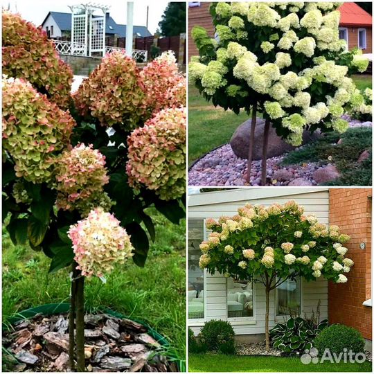 Гортензия на штамбе и кустом