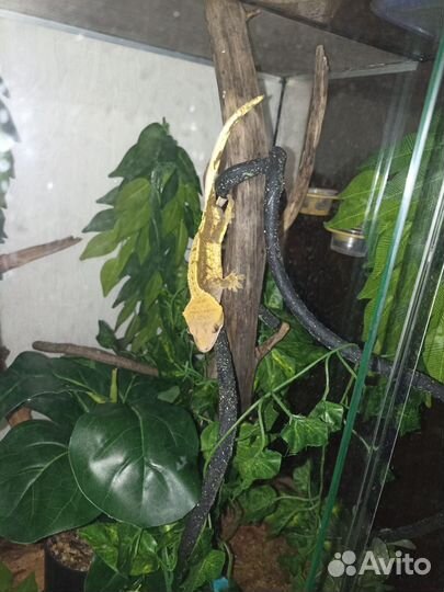 Передержка рептилий/грызунов