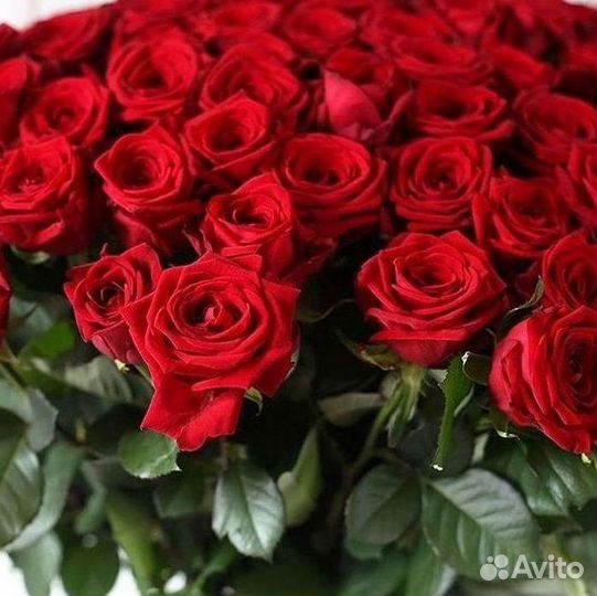 101 роза цветы букеты доставка 25 51 101 роза