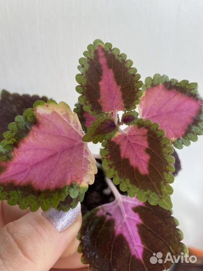 Цветы комнатные Колеусы разные, сингониум
