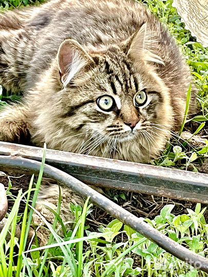 Отдам котят к туалету приучены