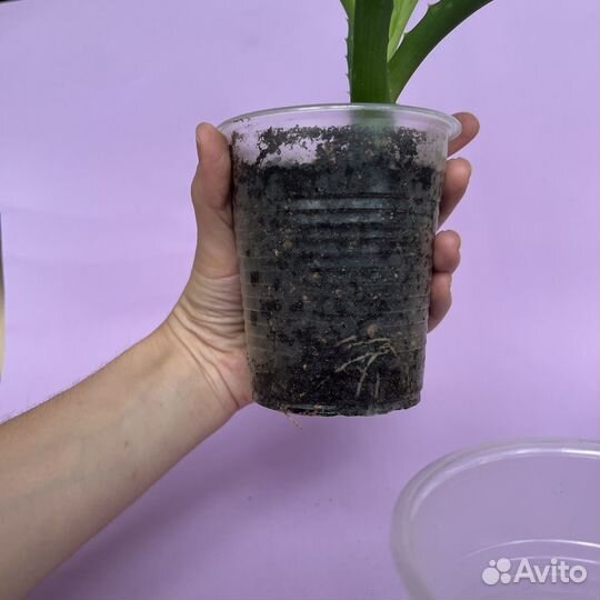 Алоэ столетник лечебный