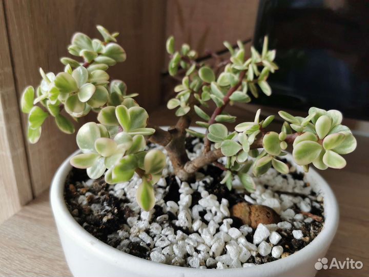 Бонсай из портулакарии