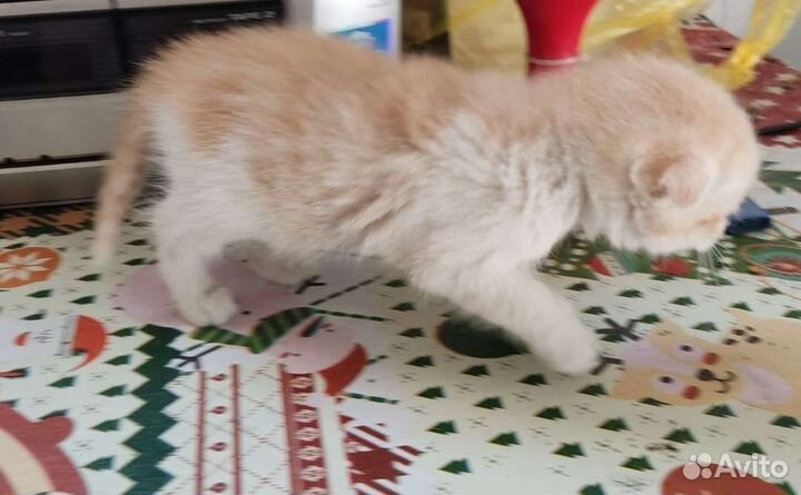 Котята, мальчики