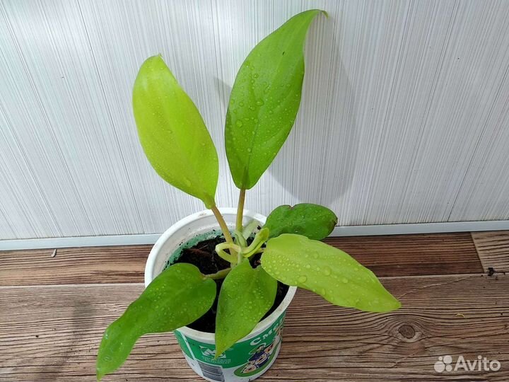 Филодендрон голд