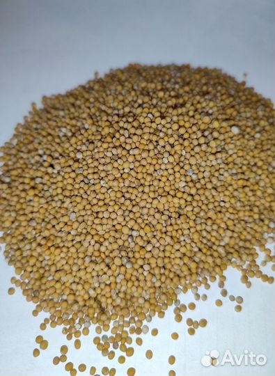 Семена горчицы