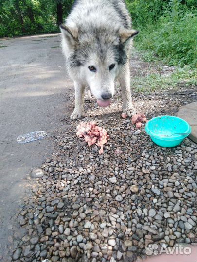 Аляскинский маламут