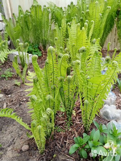 Папоротник садовый