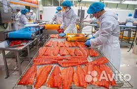 Обработчик рыбы вахта с проживанием г.Вязьма