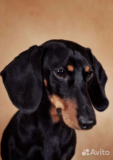 Такса миниатюрная. Вязка