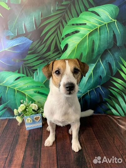 Груминг Джек Рассела