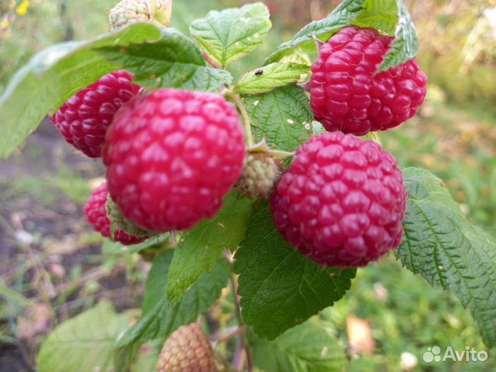 Саженцы малины растет деревом
