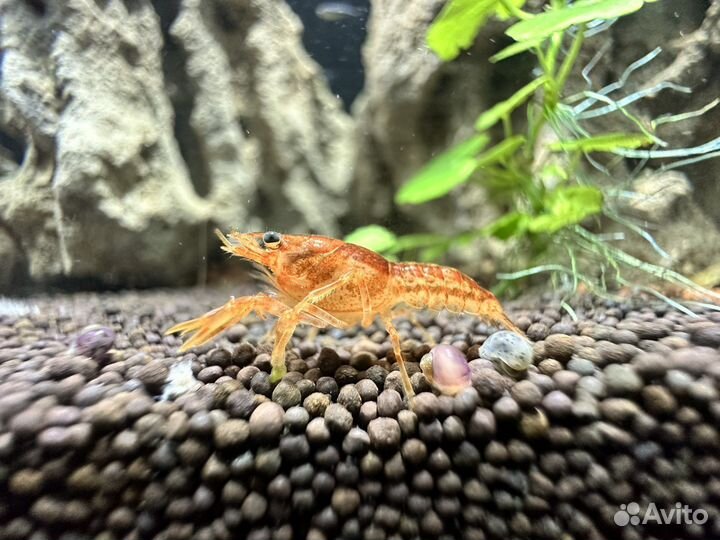 Аквариумные рыбки, корма, растения