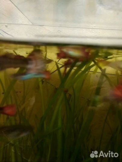 Трава для аквариума Валиснэрия