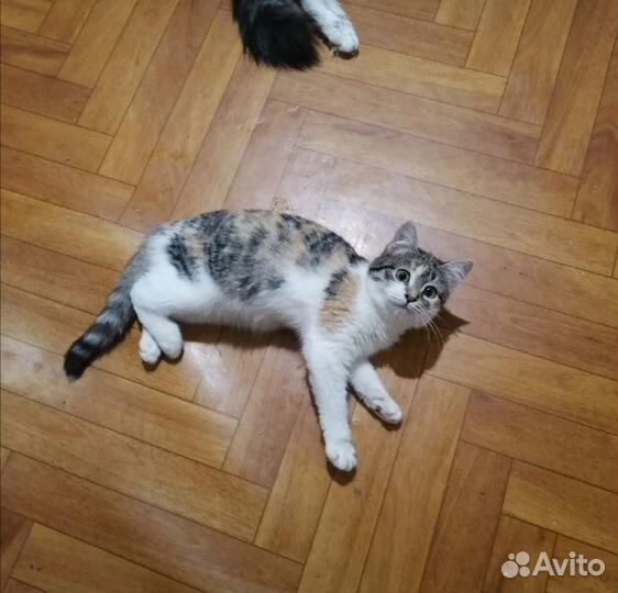 Карамелька ищет дом