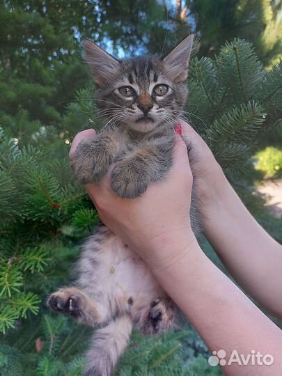 Котик. Мальчик. 3 мес