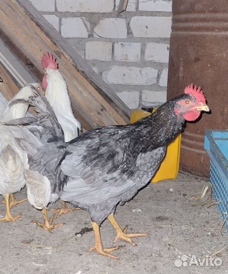 Петухи