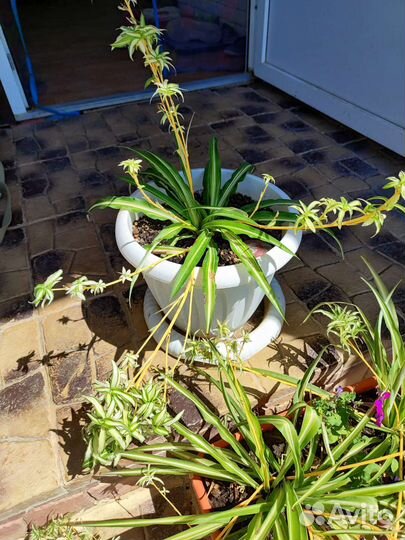 Хлорофитум хохлатый