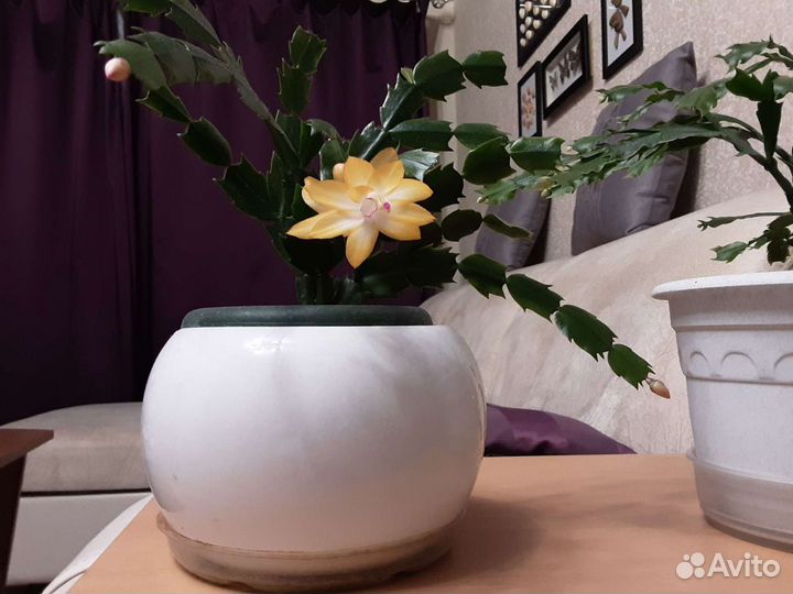 Шлюмбергера Золотой крем