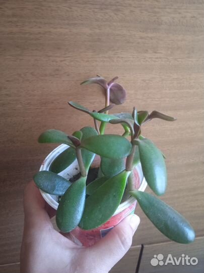 Комнатные цветы отростки