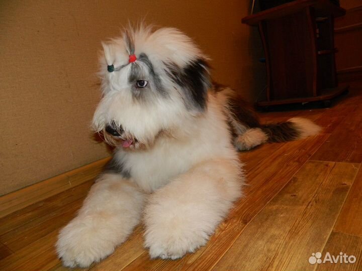 Пояс из собачей шерсти