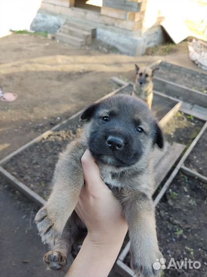 Щенки бесплатно