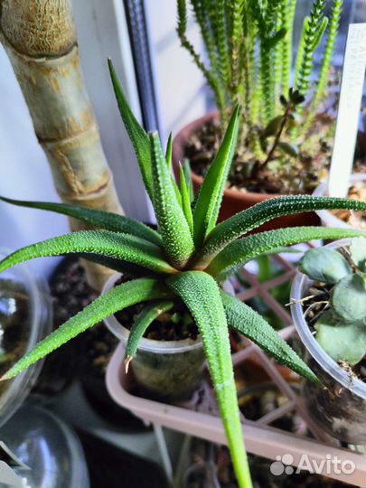 Суккуленты / комнатные цветы