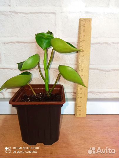 Пеперомия Reindrop