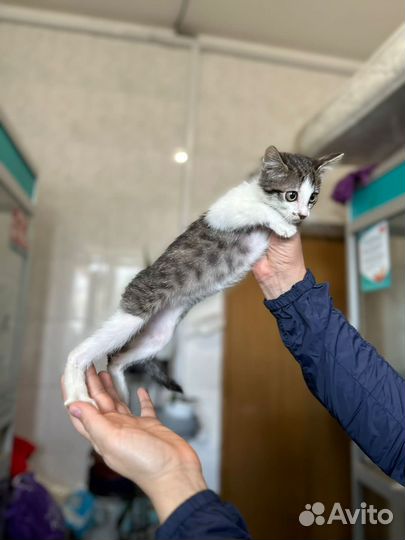 Спасите котенка из приюта