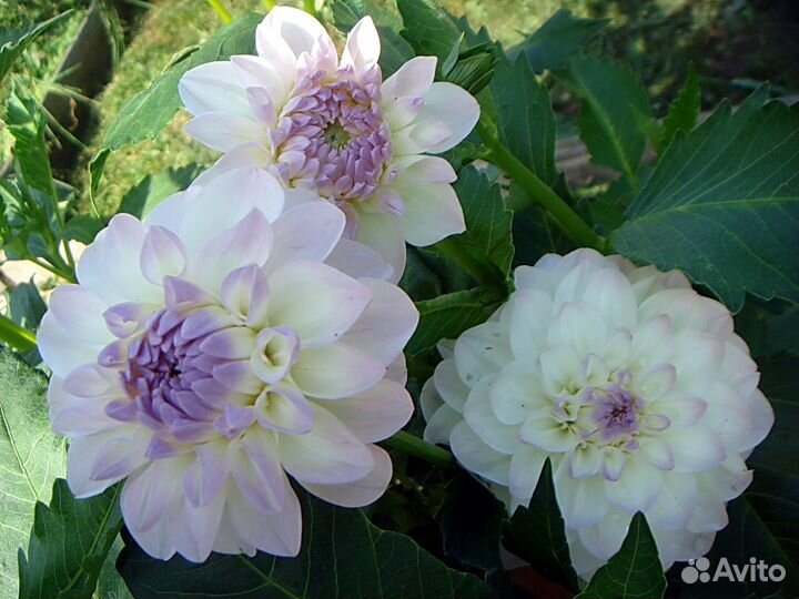 Георгины (срезка, букет). Флоксы (корни)