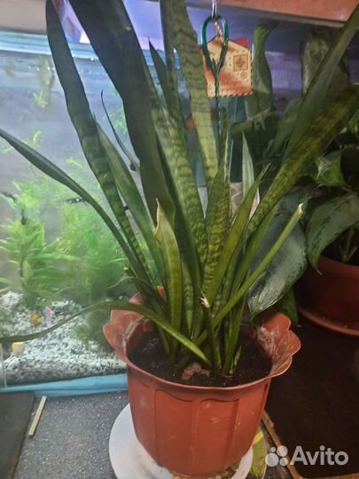 Пальма и др