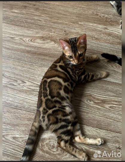 Бенгальские котята