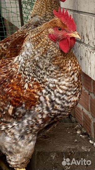 Молодые петухи