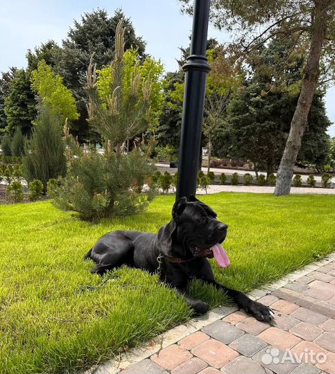 Кобель вязка кане корсо Ростовская область