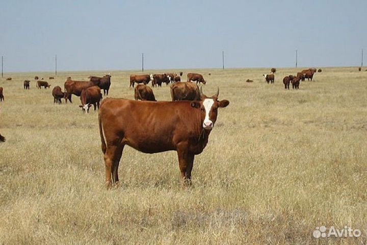 Продажа крс