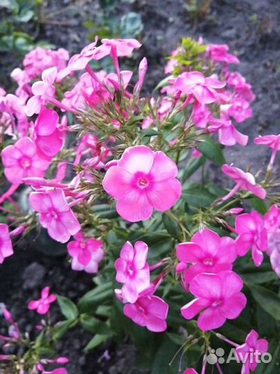 Куст розового флокса
