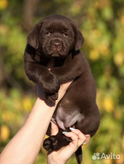 Щенки лабрадора сука и кобель