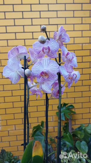 Орхидеи цветущие