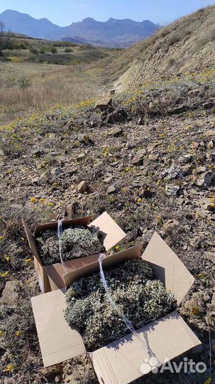 Исландский мох Цетрария