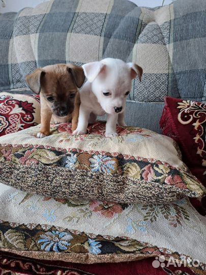 Щенки чихуахуа мини девочки