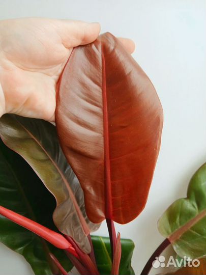 Филодендрон Принц Оранж