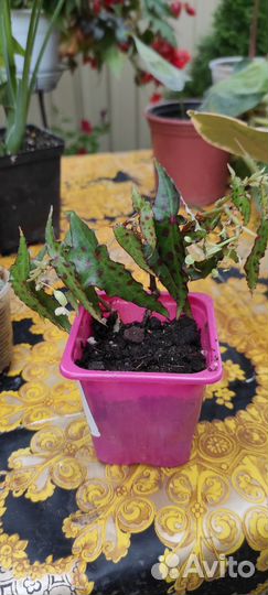 Комнатные цветы