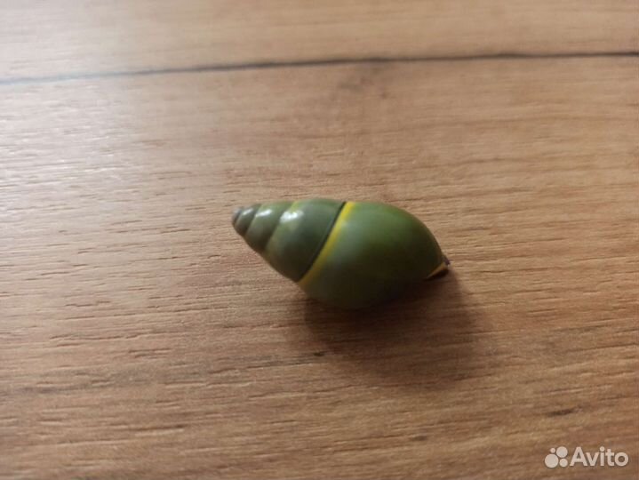 Морская раковина