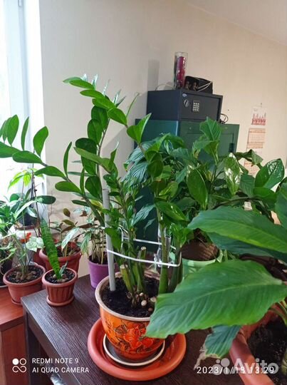 Замиокулькас