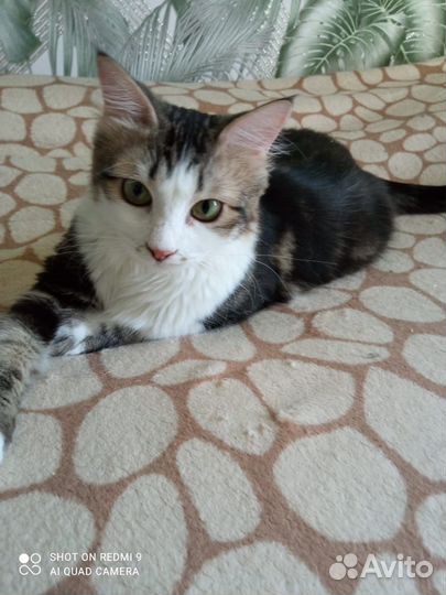 Кот в добрые руки бесплатно