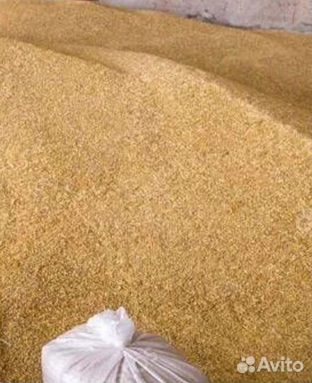 Зерно пшеница ячмень кукуруза