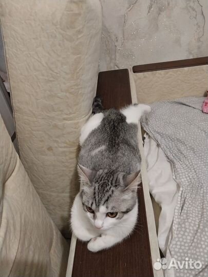 Котёнок