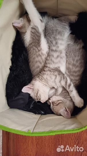 Отдам котят в хорошие руки