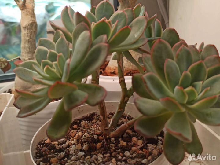 Эхеверия Луэла