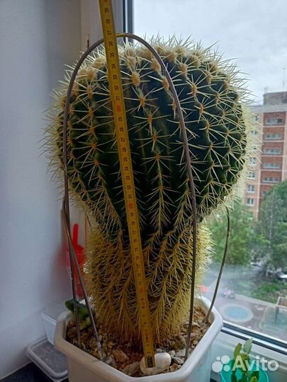 Большой кактус